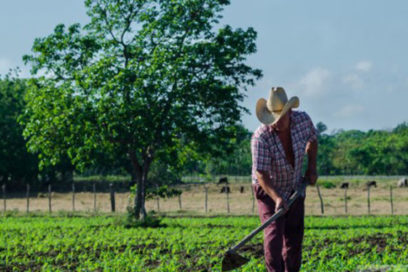 Sector agropecuario prioriza la producción de alimentos