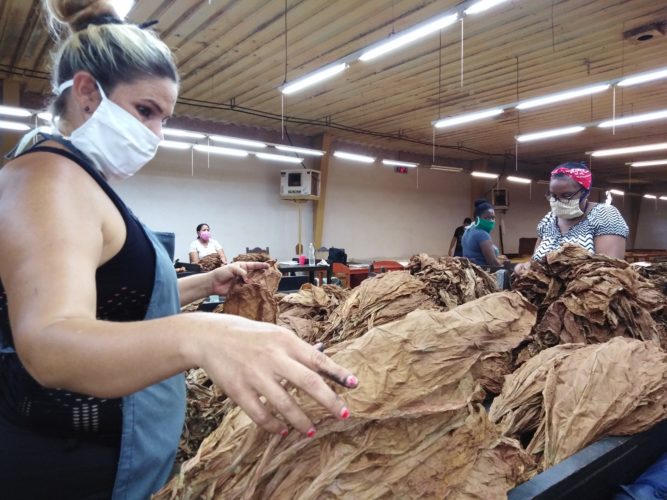 El aroma del tabaco emergió entre el valle y el lomerío de Florencia, para extenderse por vegas, casas de cultivo, centros de acopio y beneficio de la hoja de los 10 municipios avileños, con vistas a la fabricación de los puros habanos destinados a la exportación. Foto: José Luis Martínez Alejo