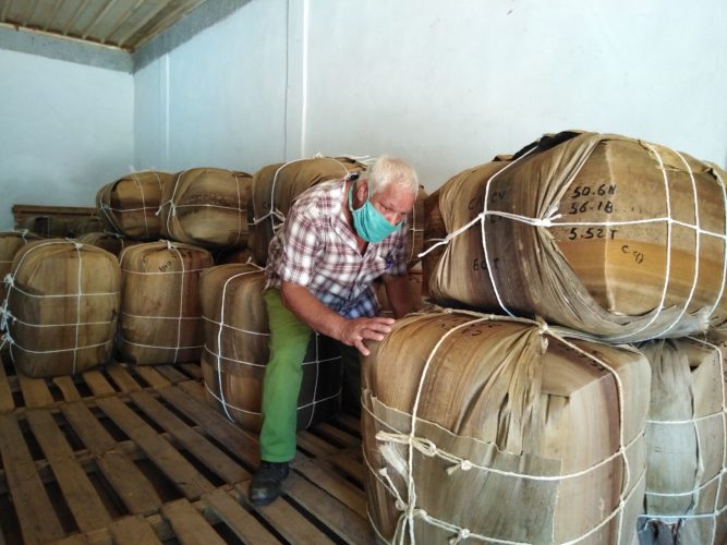 Raúl González, jefe del área de producción del centro de escogida, en el municipio de Venezuela, chequea los tercios listos para la exhortación. Foto: José Luis Martínez Alejo