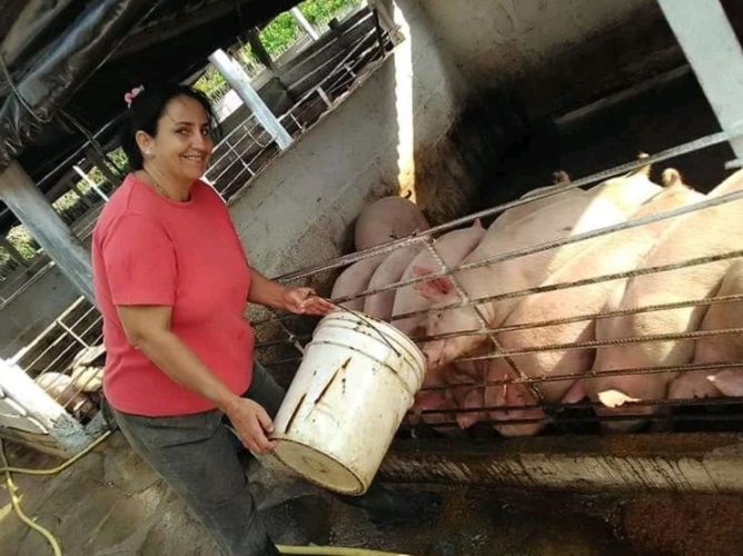 Quien madruga como Yuliet recibe la ayuda de la masa porcina bien atendida. Foto: Alina Valenzuela García