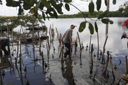 Artemisa: protección al medio ambiente