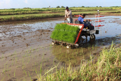 Alternativas del arroz ante déficit de fertilizantes químicos