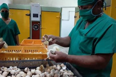 Recuperan planta incubadora para el desarrollo avícola