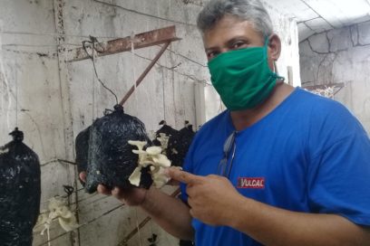 Tercer Frente: hongos al plato
