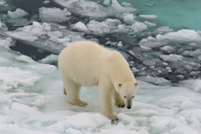 Ola de calor extremo afecta el Ártico