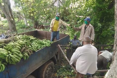 Acaparadores trasquilados (+ Fotos y videos)