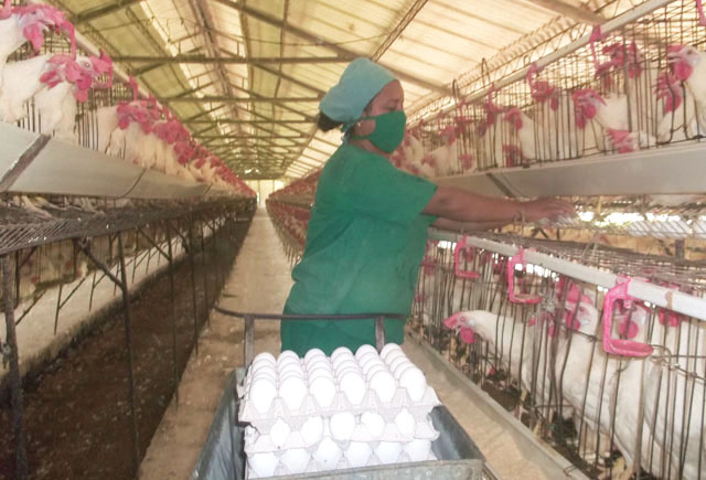 El manejo adecuado de la masa avícola reduce las muertes y multiplica la producción de huevos en el territorio avileño. Foto: José Luis Martínez Alejo 