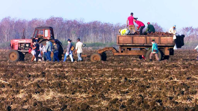 Tendremos mañana los alimentos que seamos capaces de producir. / Foto: Periódico 5 de Septiembre.