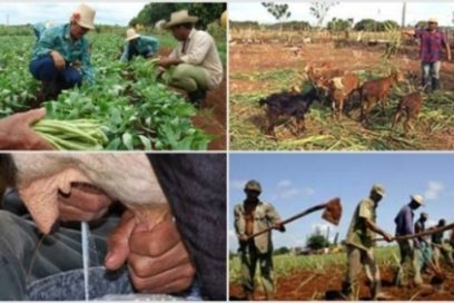 Campesinos camagüeyanos incrementan sus producciones