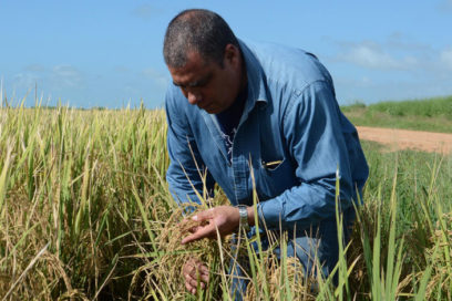 Emplean bioproductos para el rendimiento del arroz y otros cultivos