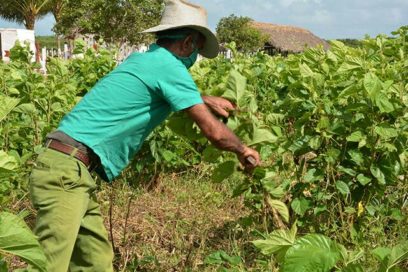 Obtienen alimento animal alternativo en Villa Clara