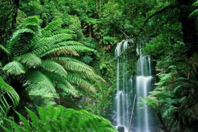 Calentamiento global incrementará patógenos de las plantas, según estudio