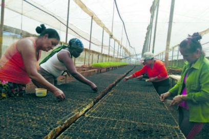 Ají “pica” en las exportaciones