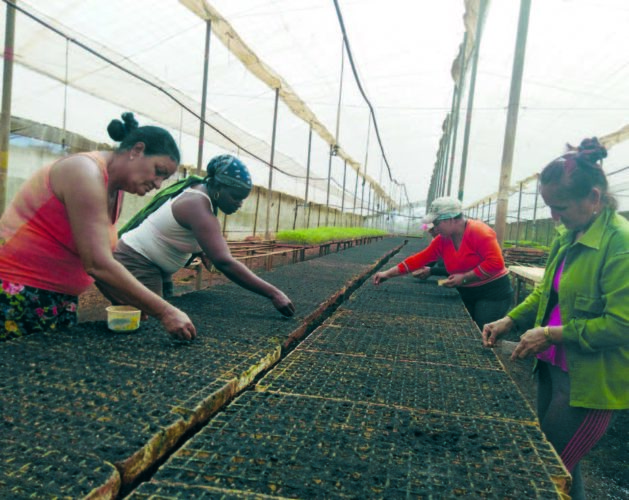 La garantía de las siembras en las casas de cultivos protegidos para semilleros aseguran el crecimiento de las exportaciones del ají picante chile habanero. Foto: José Luis Martínez Alejo