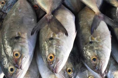 Empresa Pescatun prevé brindar mayores ofertas de pescado
