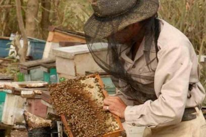 Apicultores alcanzan mejor récord productivo de su historia