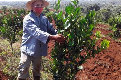 Cultivo del cítrico en la avanzada (+Fotos)