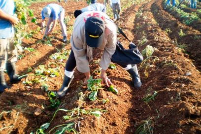 Producción de alimentos, medida prioritaria pos-COVID-19