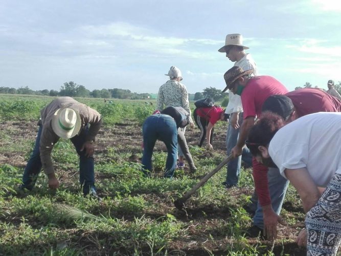En Granma el movimiento sindical festejó el Día de la Rebeldía Nacional con un tra bajo voluntario masivo en labores agrícolas.