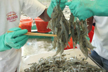 Mayor camaronera de Cuba reafirma su condición de Vanguardia Nacional