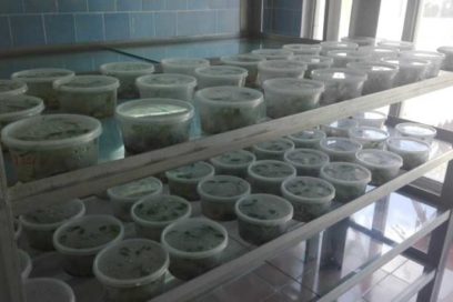 Ampliarán producción de vitroplantas