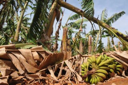 Sector agropecuario, el más afectado por Laura en Artemisa