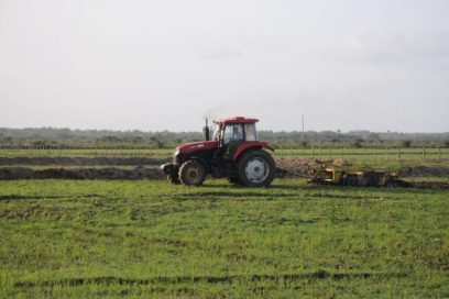 Arroceros con paso seguro en la Isla