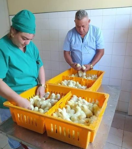 Yesenia y el campesino Ibey en la entrega de los pollitos recién nacidos. Foto: José Antonio Rodríguez