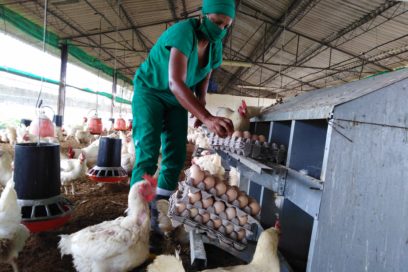 Avicultores avileños: Su doble propósito