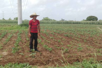 El tabaco en Las Tunas diversifica sus cultivos