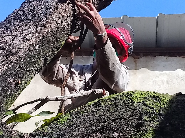 Los principales trabajos están dirigidos a la poda de árboles. Foto: Indira La O Herrera/ Radio Mayabeque