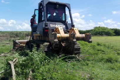 El trabajo de eliminar marabú es difícil