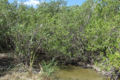 Generaliza Cuba restauración de manglares