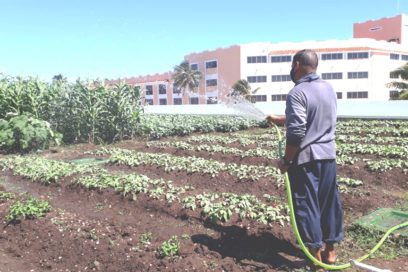 Hotel Meliá Internacional produce alimentos