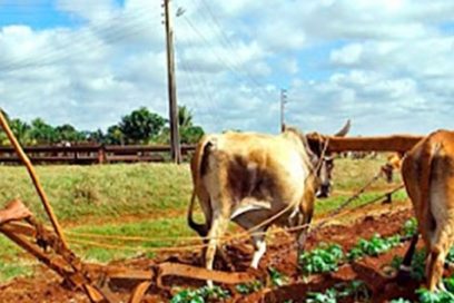 Pinar del Río: esfuerzos gigantescos en la campaña de frío