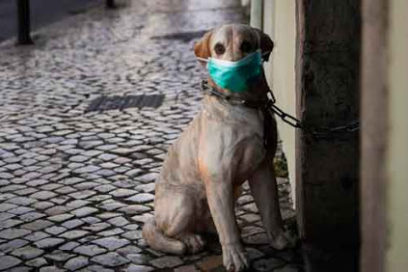 Confirman evidencias de susceptibilidad de los animales al SARS-CoV-2