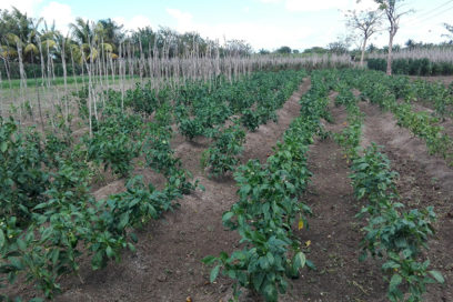 Producir alimentos, reto del sector agropecuario