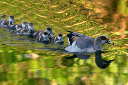 Alertan sobre incremento mundial de especies invasoras