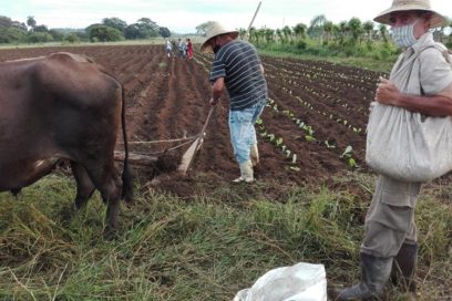 Comienza campaña tabacalera en Cuba