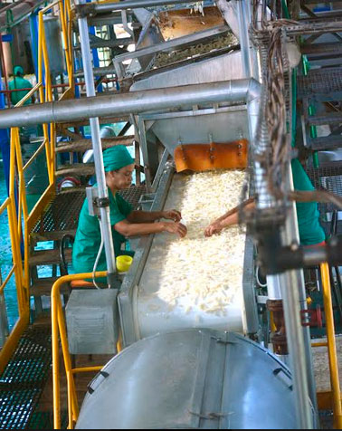 A pesar de la contingencia epidemiológica, las grandes y pequeñas industrias avileñas han mantenido el proceso de producción de alimentos. Foto: Osvaldo Gutiérrez Gómez, ACN