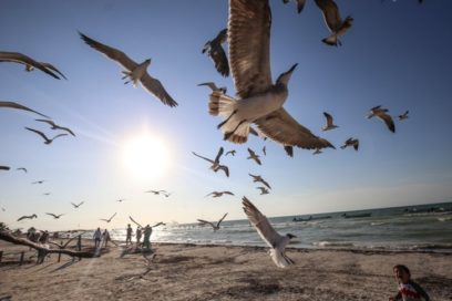 Contaminación por ruido y luz trastorna vida de las aves