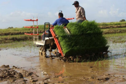 Impacto del bloqueo en cultivo arrocero: Producir, ¿esperando la llegada del barco?