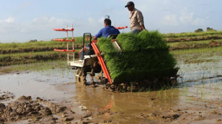 Cultivo del arroz en Pinar del Río. Foto: Ilustrativa Radio Guamá