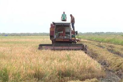 Arroceros avileños se recuperan después de Eta