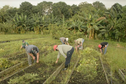 Pinar sobre los cultivos
