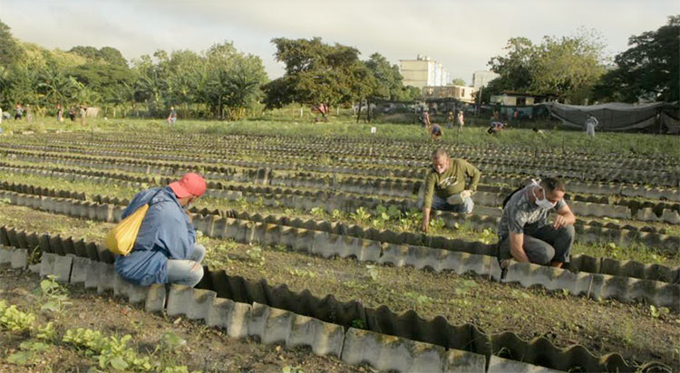 La Agricultura Urbana, Suburbana y Familiar es un programa productivo priorizado para sellar todos los canteros con hortalizas de ciclo corto. Foto: Pedro Paredes Hernández