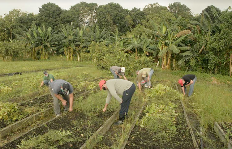 La Agricultura Urbana Suburbana y Familiar es el modo de producción en el que se cifran las mayores esperanzas de disponer de productos frescos. Foto: Pedro Paredes Hernández