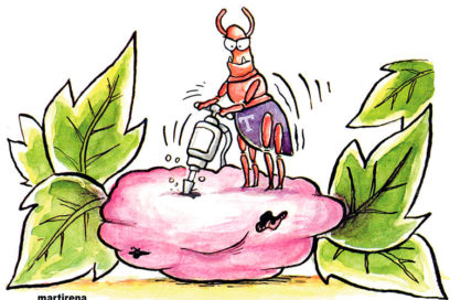 ¿Boniato negrojuío?