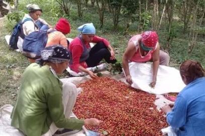 «Que no se pierda un solo grano»