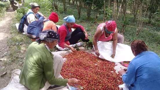 recogida de café guantánamo